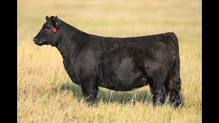 Reimann Pasture Sale 2024  Tag 100 [upl. by Loggia]