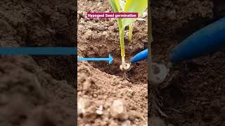 Hypogeal Seed Germination in maize [upl. by Cletis]