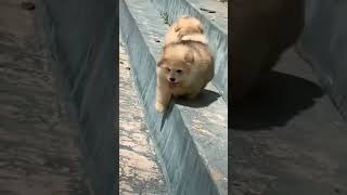 Cute baby Alaskan malamute dogs running and falling 🥰♥️❤️ babyanimals [upl. by Koslo]