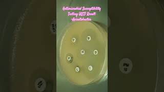 Antibiotics Sensitivity Testing AST of Acinetobacter baumannii complex microbiology microbes [upl. by Dilisio]