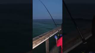 Pier Fishing Navarre Pier Florida fishing fishinglife [upl. by Leahcimaj]