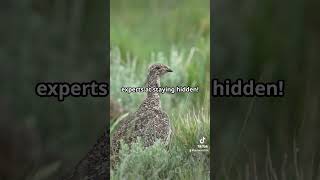 Britain’s 10 Rarest Animals Part 6 Corncrake 🐦 explore trending viralvideo foryou subscribe [upl. by Wilkison]