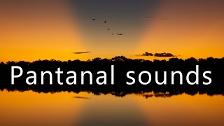 Dusk falling in the Pantanal  Nature sounds [upl. by Gerhardt786]