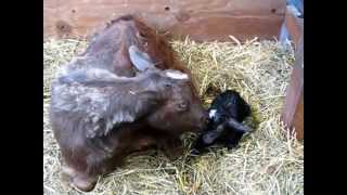 Miniature Silky Fainting Goat Montana giving birth for the first time [upl. by Cressida]