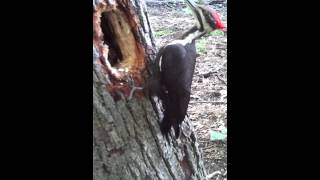 The Worlds Most fearless Woodpecker Im only 2 feet away for 22 minutes [upl. by Bryanty517]