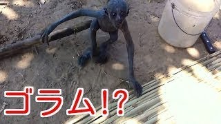 【衝撃映像】未確認生物 UMAまとめ40連発！伝説の生き物は実在した！ [upl. by Roseanna120]