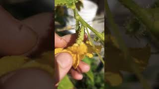 How to HandPollinate Cucumbers gardening garden gardentips pollinators pollination cucumber [upl. by Feerahs]