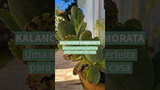 Kalanchoe marmorata  confira o post completo wwwterrariosesuculentascombr [upl. by Ettelocin]