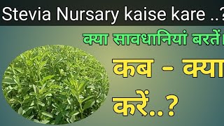 Stevia Nursary Kab Or kaise kare [upl. by Nickolai554]