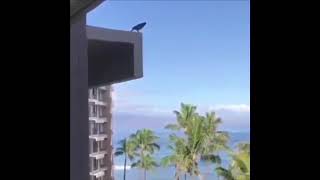 Bird jumps off of building with the sad harmonica song [upl. by Sussman]