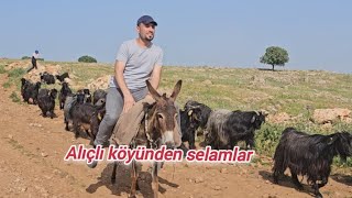 alıçlı köyünden selamlarMardin alıçlı keşfet viral köyhayatı idrisusta [upl. by Mateya]