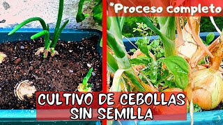 Como Sembrar Cebollin En Maceta huerto en casa manos de tierra [upl. by Nwahsav]