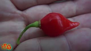 ⟹ Biquinho Pepper  Capsicum chinense  Pod Review [upl. by Yehudi]