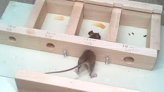 How small a hole can a mouse get through Experiments [upl. by Oidgime]