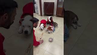 Ci metto la zampa e vinco🐾🐶 dogs dog dogfood dogvideo dogvideos [upl. by Rebmac]