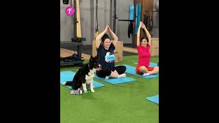 All I need is Love Yoga and a Dog😍🐶shorts youtubeshorts yoga [upl. by Mota]