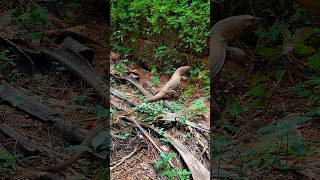 ഇത്രയും വലിയ ഉടുമ്പോ udumb Monitor Lizard shorts animallover monitorlizard [upl. by Eliak367]