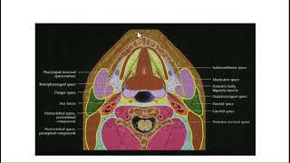 FRCR Radiological anatomy course Revision 1 c  Arabic edition [upl. by Ycak48]