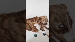 whippets cuteanimal puppy pettraining cutecutepuppy whippetpuppy whippetsofinstagram book [upl. by Ahsitra]