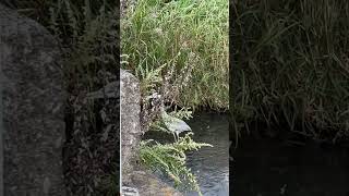 【４K映像】アオサギ Gray heron [upl. by Godfree852]