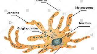 DISORDERS OF PIGMENTATION Dermatology neena Khanna [upl. by Sibell543]