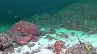 Southeast Farallon Island State Marine Reserve [upl. by Polad]