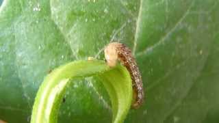 Cutworms Oruga cortadora Agrotis ipsilon [upl. by Hak]