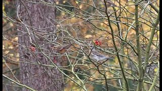 fieldfare amp redwing [upl. by Westhead986]