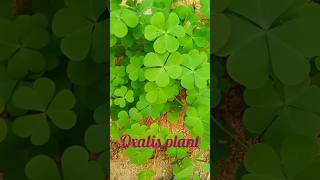 oxalis plantoxalistriangularis please subscribe [upl. by Teplitz]