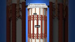 sarcomere works actin and myosin filaments [upl. by Wehner968]