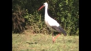 Белый аист White stork [upl. by Refiffej]