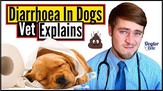 How To STOP And TREAT Diarrhea In Dogs  Easy Tips You Should Know  Vet Explains  Dogtor Pete [upl. by Kirchner182]