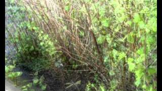 IVMs Japanese Knotweed Rapid Growth Video 5 [upl. by Seigler]