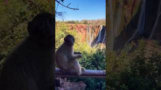 Ouzoud Waterfalls 🐒 ouzoudwaterfalls morocco Monkey waterfalls [upl. by Shandee]