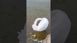 The swans are with us Neuchatel lake nature suisse travel [upl. by Wentworth]