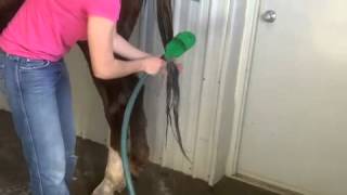 How to bathe a horse [upl. by Melanie]