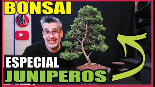 COMO CUIDAR UN BONSAI JUNIPEROS CUIDADOS Y TODO LO QUE TENES QUE SABER PARA TENER EXITO 👈 [upl. by Eah652]