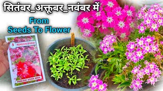 Phlox Star बीज अकतूबर मे लगाएं WITH FLOWER UPDATE  Phlox Flower Plant From Seeds [upl. by Doti308]