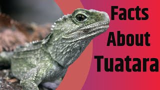 Facts About Tuatara  The Living Fossil  2020 [upl. by Dill]