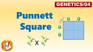 PUNNETT SQUARE FLGenetics04 [upl. by Hanaj]