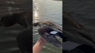 Gadwall duck duckhunter subscribe me 🦆🦆☪️🇵🇰 duckhunt [upl. by Tahpos]