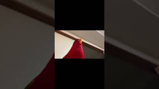 Red Bird Meme REVERSED Version [upl. by Sacha]