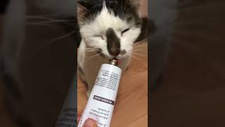 satınalmasahiplen catvideos cat catlover kedi kedivideoları keşfetbeniöneçıkar evlat [upl. by Wolford]