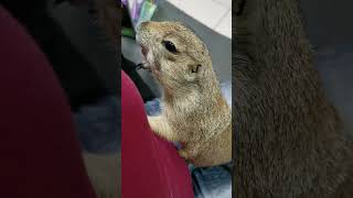 Prairie dog get angry when want to eating snack [upl. by Alberto]