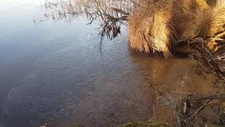 Sobiborski Park Krajobrazowy Jezioro Pereszpa [upl. by Quincy]