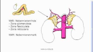 Endokrinologie 1 [upl. by Tati]