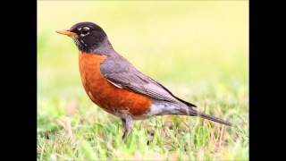 When the Robins Come Home  Brian Finn [upl. by Schubert]