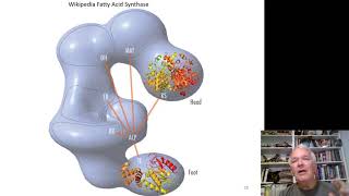 Fatty Acid Synthesis [upl. by Darcee]