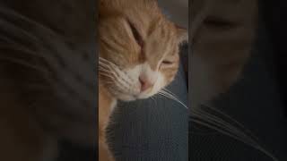 adorable cat purringcats purr catshort catvideos asmrsounds asmr eyebleach orangecat [upl. by Silin]