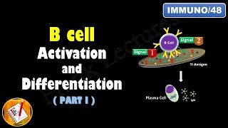 B cell Activation and Differentiation PART 1 T Independent Activation FLImmuno48 [upl. by Fuld]